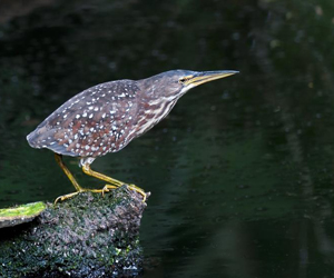 Одойбух (Бөртөт одойбух)